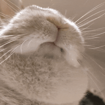 A Close Up Of A Cat 'S Mouth With A Pink Tongue Sticking Out GIF