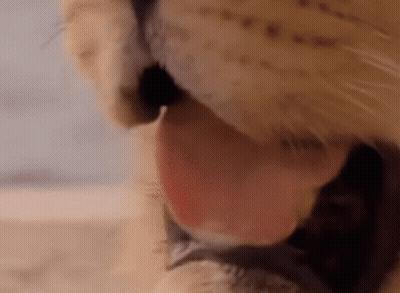 A Close Up Of A Cat 'S Mouth With Its Tongue Out . GIF