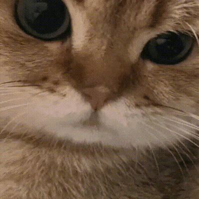 A Close Up Of A Cat 'S Nose And Eyes GIF