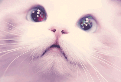 A Close Up Of A Cat 'S Nose And Eyes GIF