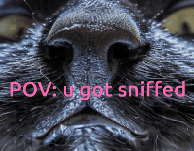 A Close Up Of A Cat 'S Nose With The Words Pov U Got Sniffed In Pink GIF