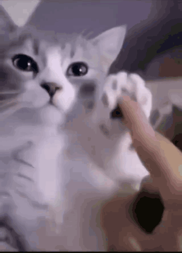 A Close Up Of A Cat 'S Paw Being Touched By A Person 'S Finger . GIF