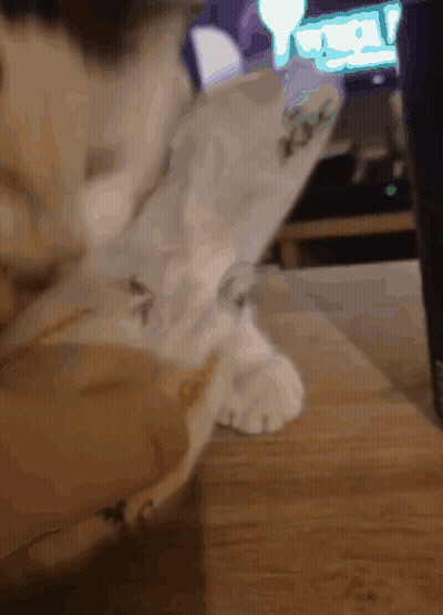 A Close Up Of A Cat 'S Paw On A Wooden Surface GIF