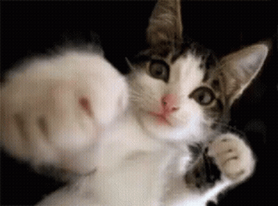 A Close Up Of A Cat 'S Paw Reaching Out Towards The Camera On A Black Background . GIF