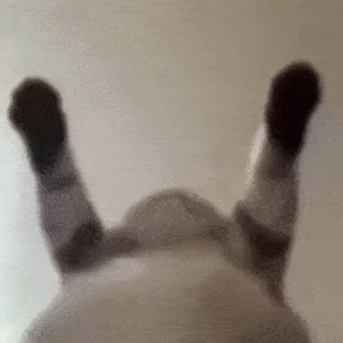 A Close Up Of A Cat 'S Paws On A Glass Table GIF