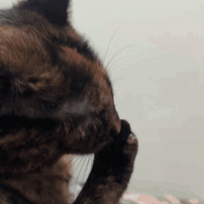 A Close Up Of A Cat Scratching Its Face With Its Paw GIF