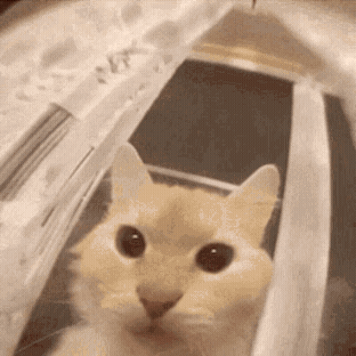 A Close Up Of A Cat Sitting In A Cage Looking At The Camera . GIF