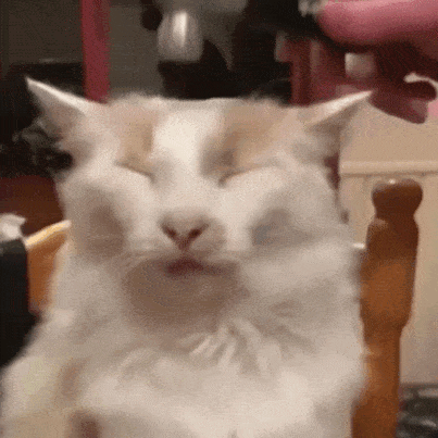 A Close Up Of A Cat Sitting In A Chair With Its Eyes Closed GIF