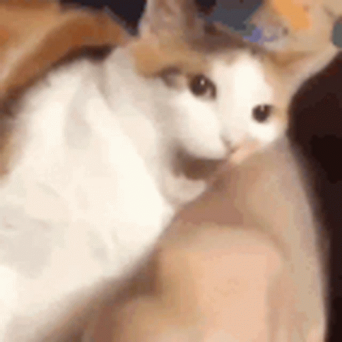 A Close Up Of A Cat Sitting On A Person 'S Lap . GIF