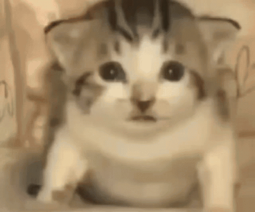 A Close Up Of A Cat Sitting On A Table Looking At The Camera With A Surprised Look On Its Face . GIF