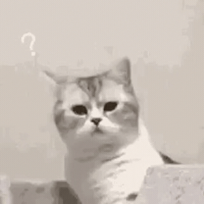 A Close Up Of A Cat Sitting On Top Of A Staircase Looking At The Camera . GIF