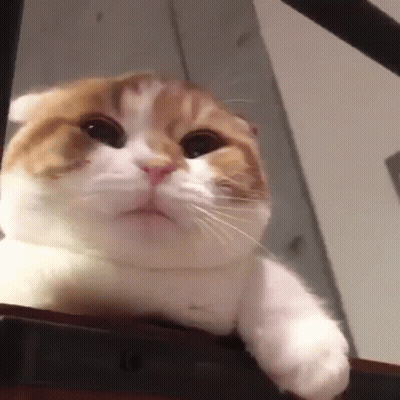 A Close Up Of A Cat Sitting On Top Of A Staircase . GIF