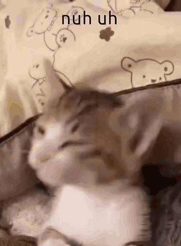 A Close Up Of A Cat Sleeping On A Bed With A Pillow With A Teddy Bear On It . GIF