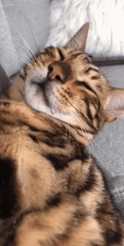 A Close Up Of A Cat Sleeping On A Couch With Its Eyes Closed GIF