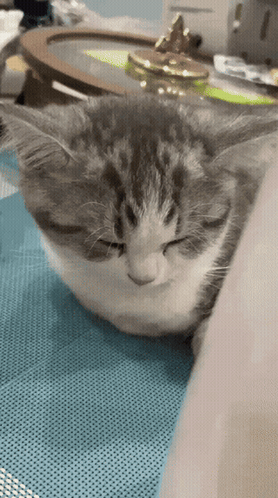 a close up of a cat sleeping on a table with its eyes closed