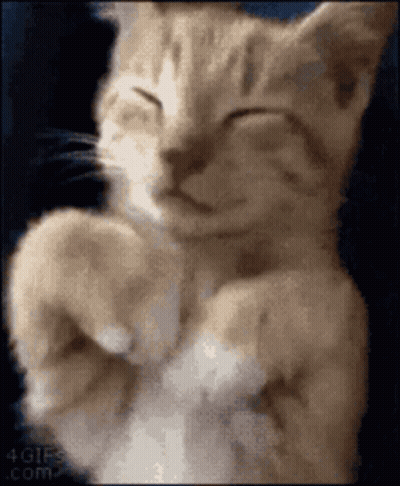 A Close Up Of A Cat Sleeping On Its Back With Its Eyes Closed . GIF