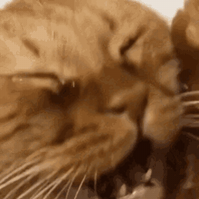 A Close Up Of A Cat Sleeping With Its Eyes Closed And Looking At The Camera . GIF