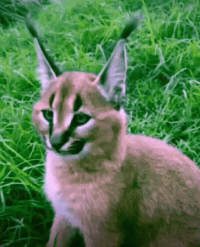 A Close Up Of A Cat Standing In The Grass GIF