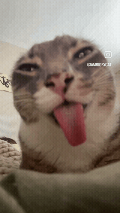 A Close Up Of A Cat Sticking Its Tongue Out With The Caption Iamrigbycat GIF
