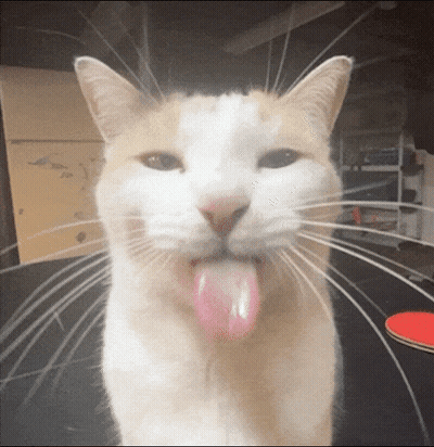 A Close Up Of A Cat Sticking Out Its Tongue GIF