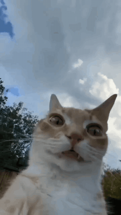 A Close Up Of A Cat Taking A Selfie With A Cloudy Sky In The Background GIF