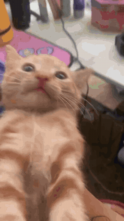 A Close Up Of A Cat Taking A Selfie With Its Mouth Open GIF