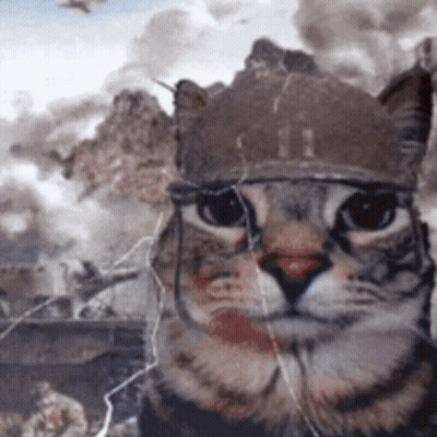 A Close Up Of A Cat Wearing A Crown GIF