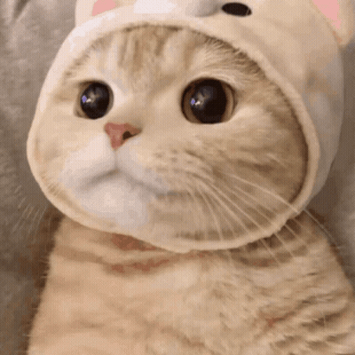 A Close Up Of A Cat Wearing A Hat And Looking At The Camera . GIF
