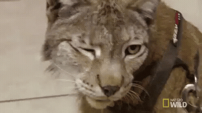A Close Up Of A Cat Wearing A Leash And Collar . GIF