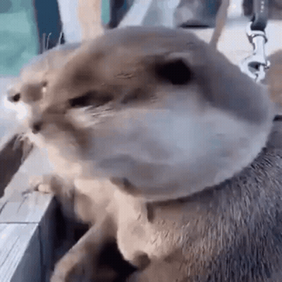A Close Up Of A Cat Wearing A Leash On A Leash . GIF