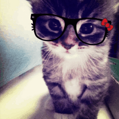 A Close Up Of A Cat Wearing Glasses With A Hello Kitty Bow GIF