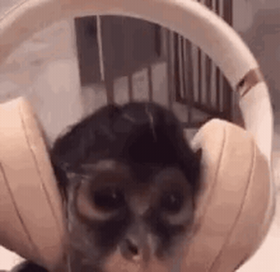 A Close Up Of A Cat Wearing Headphones And Glasses . GIF