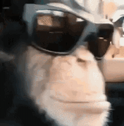 A Close Up Of A Cat Wearing Sunglasses And Looking At The Camera . GIF