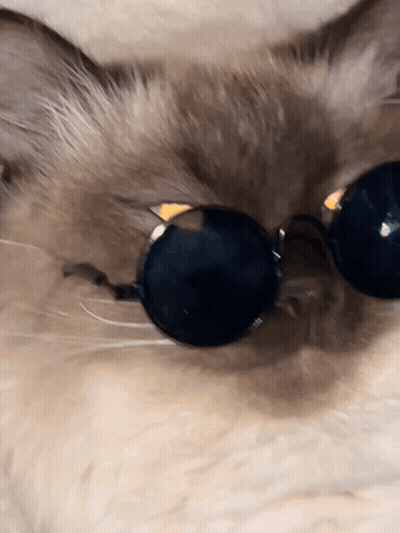 A Close Up Of A Cat Wearing Sunglasses Laying Down GIF