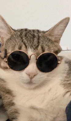 A Close Up Of A Cat Wearing Sunglasses On Its Face GIF