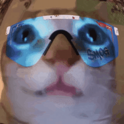 A Close Up Of A Cat Wearing Sunglasses With The Word Smog On Them GIF