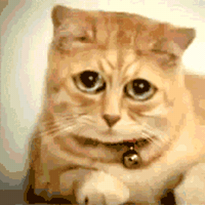 A Close Up Of A Cat With A Bell Around Its Neck Looking At The Camera GIF