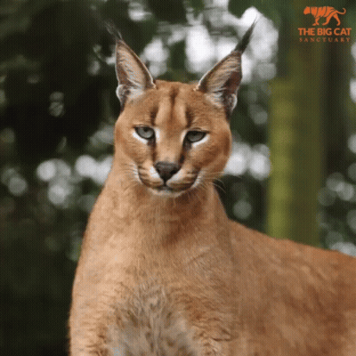 A Close Up Of A Cat With A Big Cat Sanctuary Logo In The Background GIF