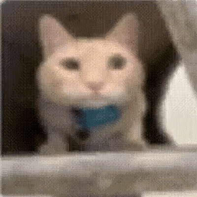 A Close Up Of A Cat With A Blue Collar Looking Out A Window . GIF