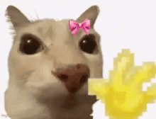 A Close Up Of A Cat With A Pink Bow On Its Head Holding A Yellow Object . GIF