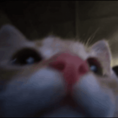 A Close Up Of A Cat With A Red Nose . GIF