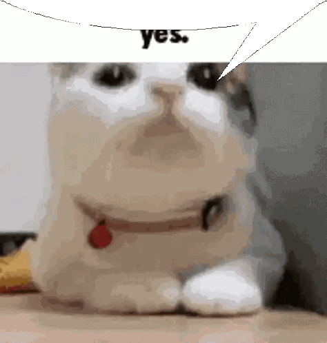 A Close Up Of A Cat With A Speech Bubble Saying " Yes " Sticker