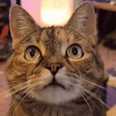 A Close Up Of A Cat With A Surprised Look On Its Face GIF