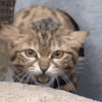 A Close Up Of A Cat With A Tattoo On Its Face . GIF