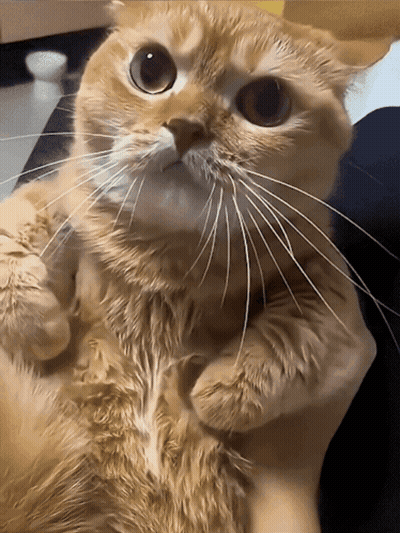 A Close Up Of A Cat With A Very Long Whisker GIF
