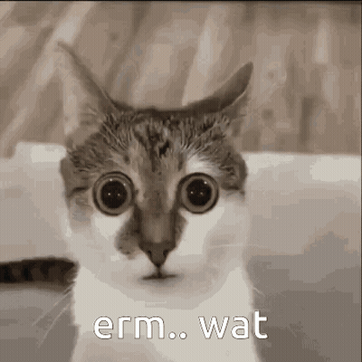 A Close Up Of A Cat With Big Eyes And The Words Erm Wat Written On It . GIF
