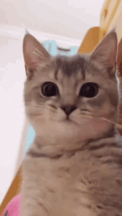 A Close Up Of A Cat With Big Eyes Looking At The Camera . GIF