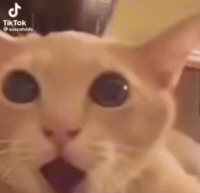 A Close Up Of A Cat With Blue Eyes Looking At The Camera . GIF