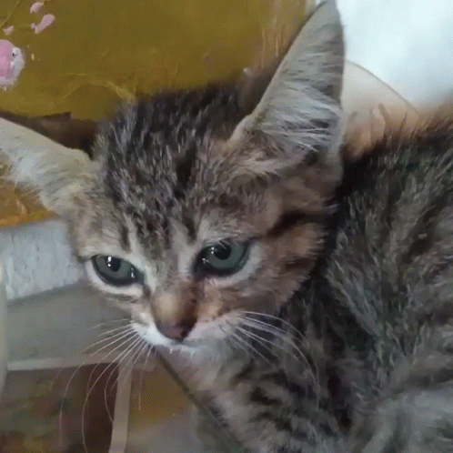 A Close Up Of A Cat With Blue Eyes GIF