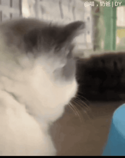 A Close Up Of A Cat With Chinese Writing On The Bottom Right Corner GIF